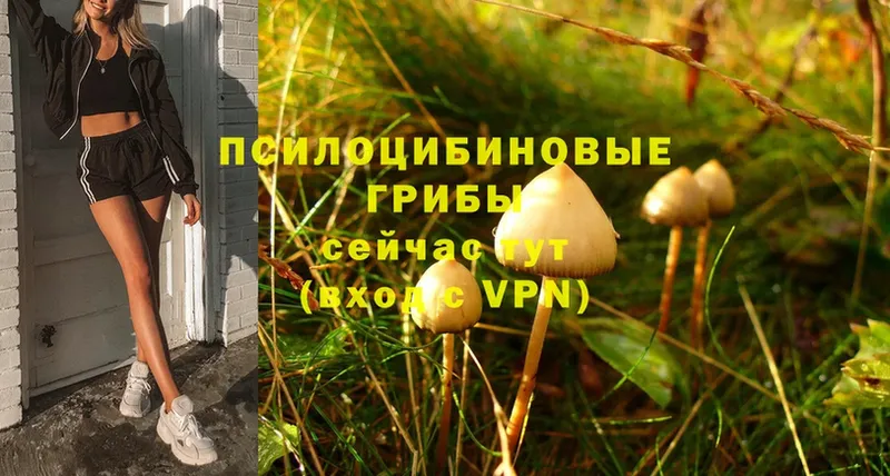 Псилоцибиновые грибы Magic Shrooms  Данков 